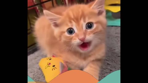 FUNNY CAT'S VIDEO 😂😂😂