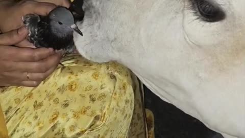 Pigeon video viral