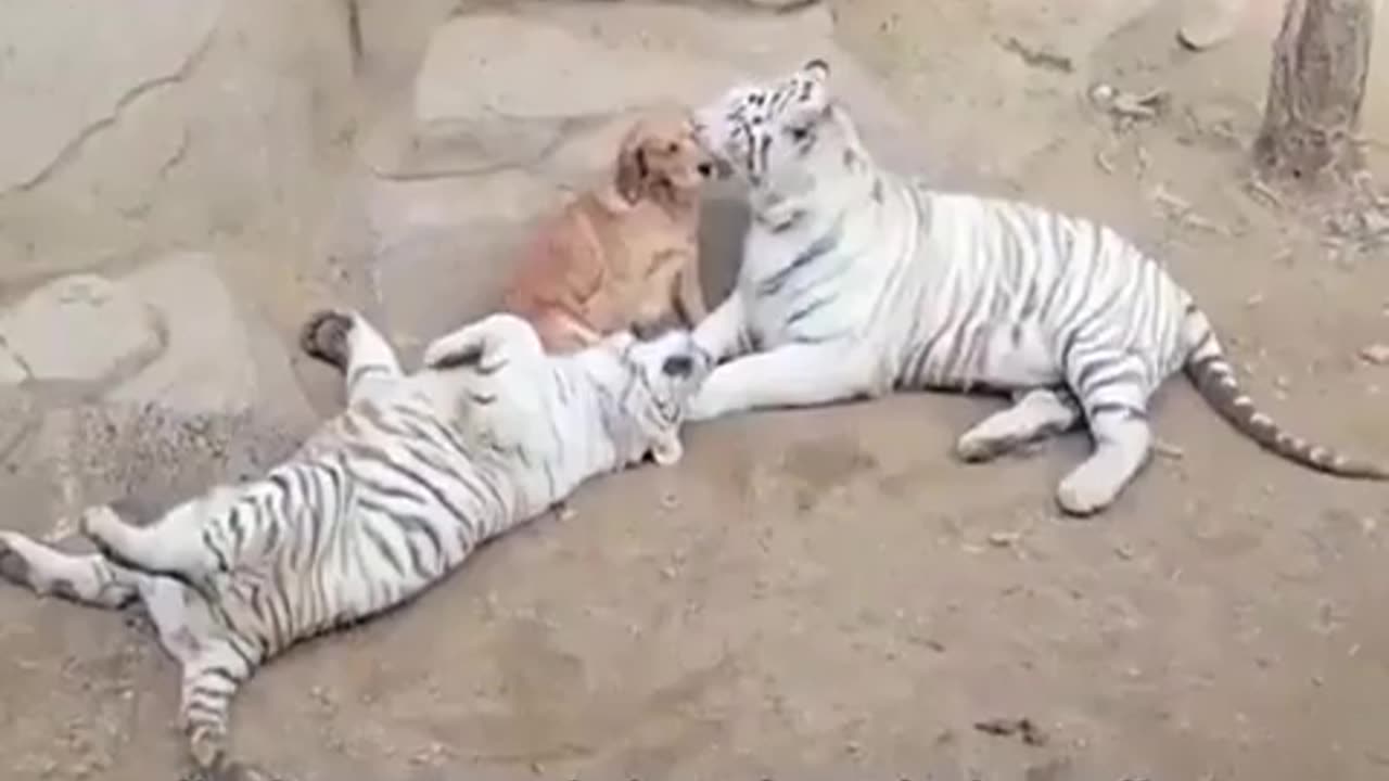 These tigers were raised by a Golden Retriever after being abandoned as pups