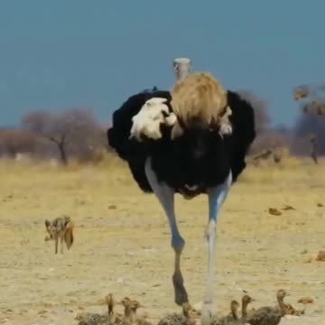 Ostrich family on a walk.