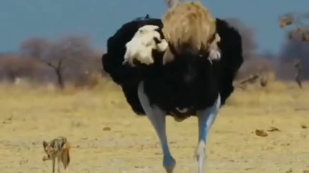 Ostrich family on a walk.