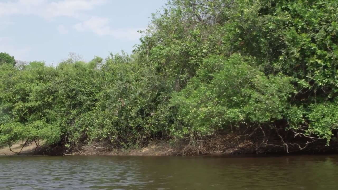 Brazil Untamed: Series 1