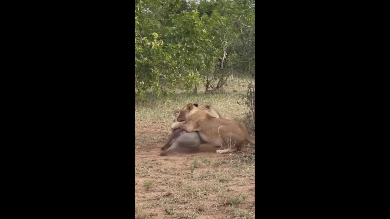 LIONESS ATTACKS BOAR