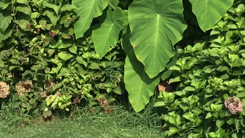 Orphaned Raccoon and Chihuahua Become Sisters