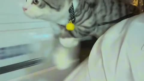 Cute cat video