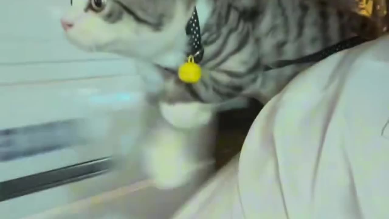 Cute cat video