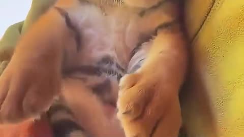 This rescued tiger cub was so sad when.... #tiger #wildanimals #animals #shorts