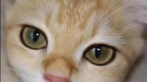 Dame un grrrrrr kitty