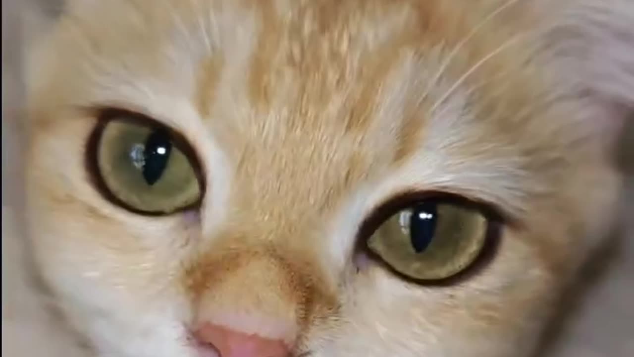 Dame un grrrrrr kitty