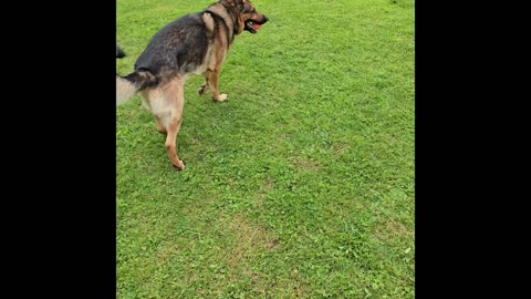 Virgil german shepherd.