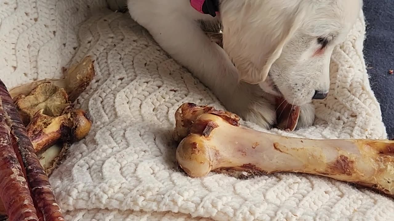 We finally found the perfect puppy after years of only seeing $5,000 cash grabs