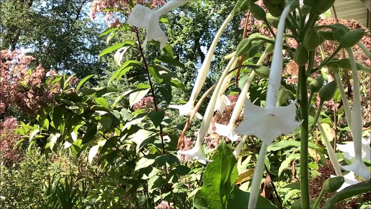 Trumpet Flowers Nicotiana sylvestris Sept 2022