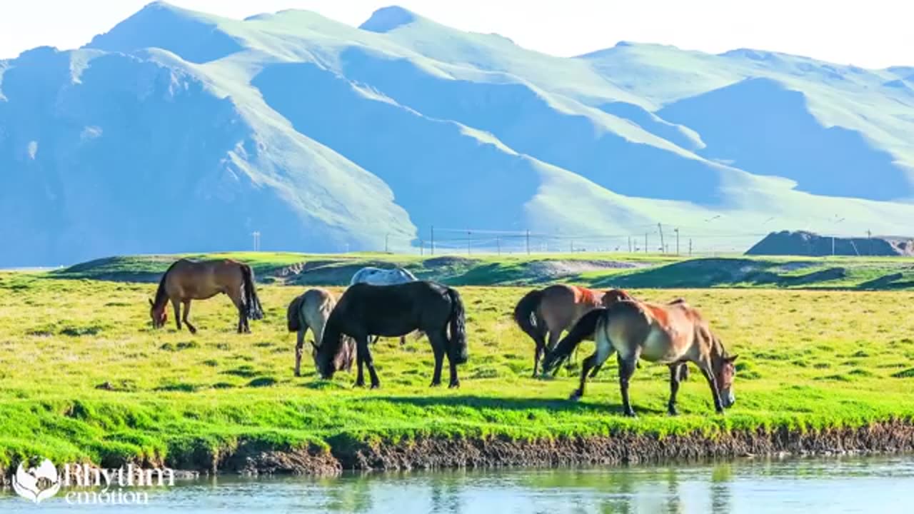 Wonderful Animals 4K - Discover Nature's Most Beautiful Animals with Relaxing Peaceful Music