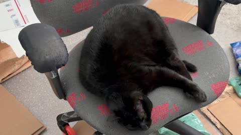 Cute Precious Piper Dreams of Diving - My Adopted Shelter Cat Vlog