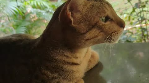 😹🐱 They Need You Now! | Cats Needing Attention, Hilariously! | FunFM