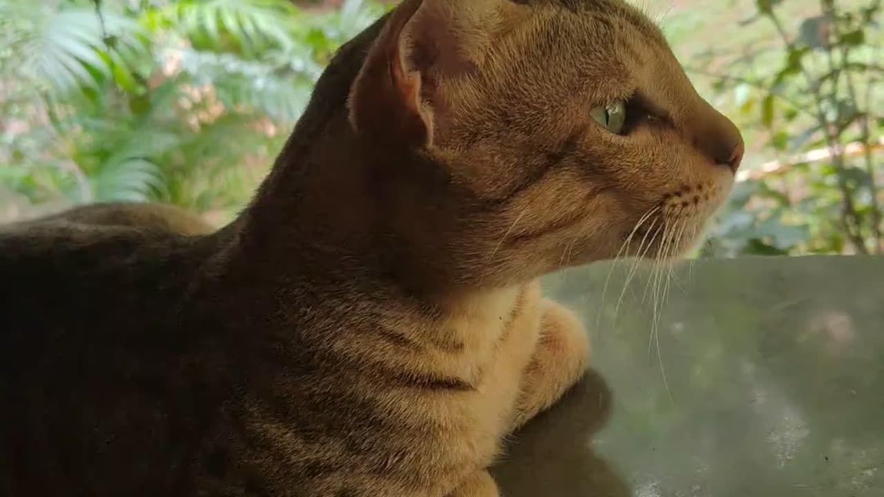 😹🐱 They Need You Now! | Cats Needing Attention, Hilariously! | FunFM