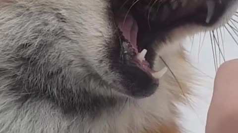 Cute fox