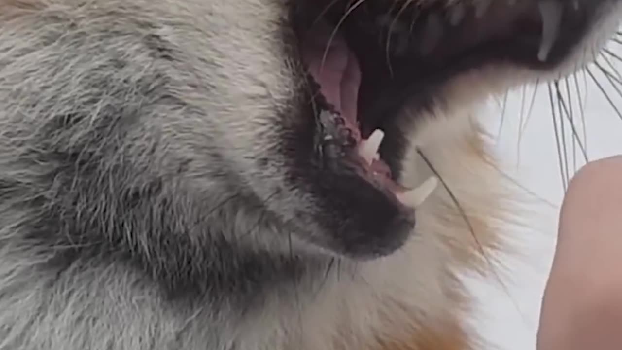 Cute fox