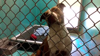Old film❤️Elliot 6mos Pet Id 843950 Rusty 2y Pet Id 835587 Floyd 2y Pet Id 843308 HSSAZ shelter❤️6