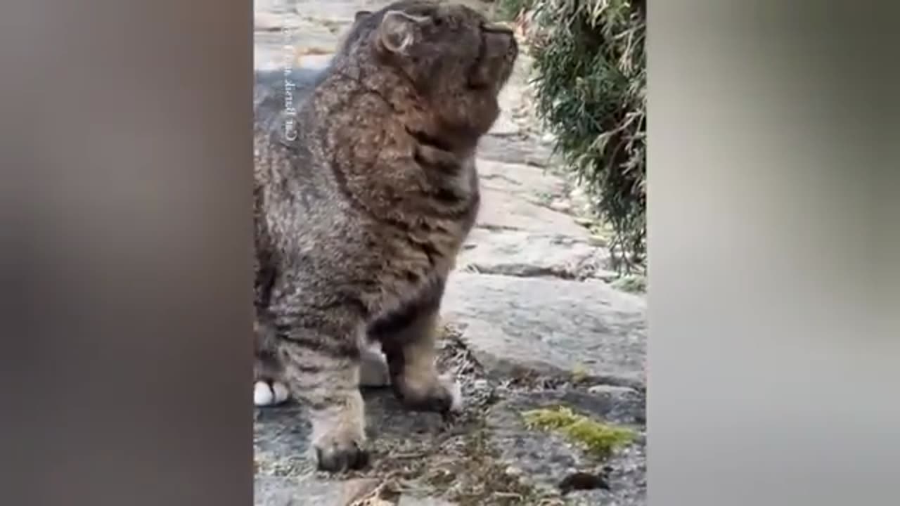 Funniest Cat