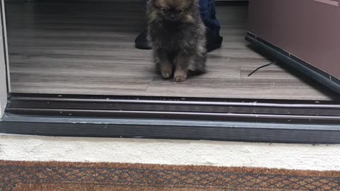Gucci, the dog, at the Door