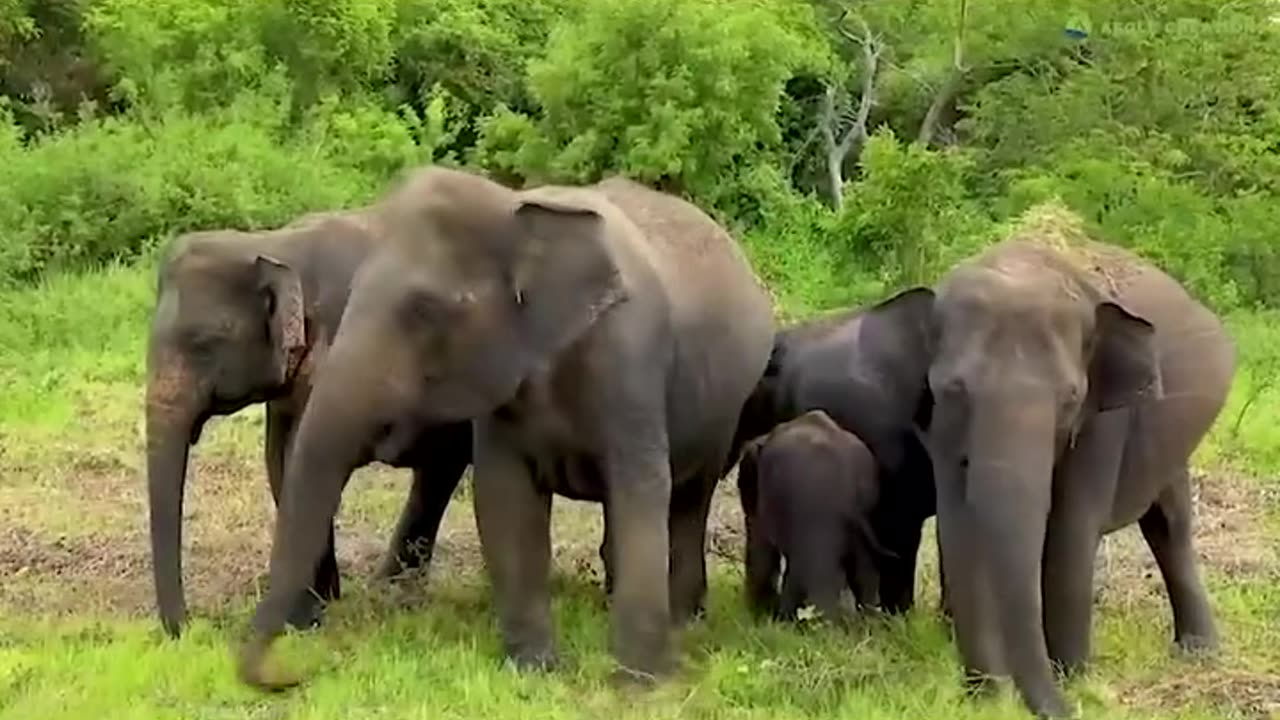 Wildlife of Sri Lanka