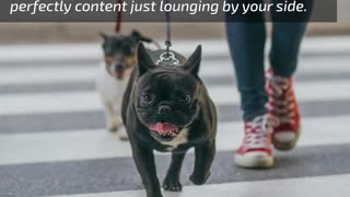 4 Dog Breeds That Love Urban Living... LarryBroker.com – Larry@LarryGallegos.com