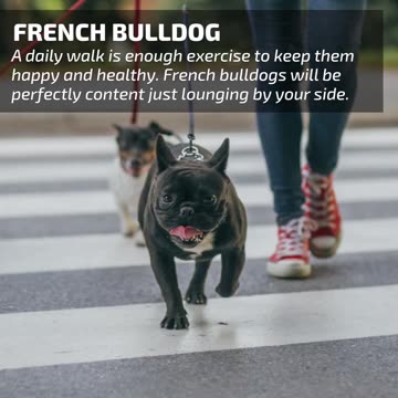 4 Dog Breeds That Love Urban Living... LarryBroker.com – Larry@LarryGallegos.com