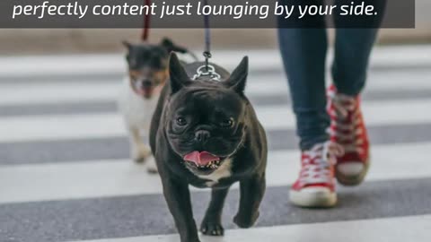 4 Dog Breeds That Love Urban Living... LarryBroker.com – Larry@LarryGallegos.com