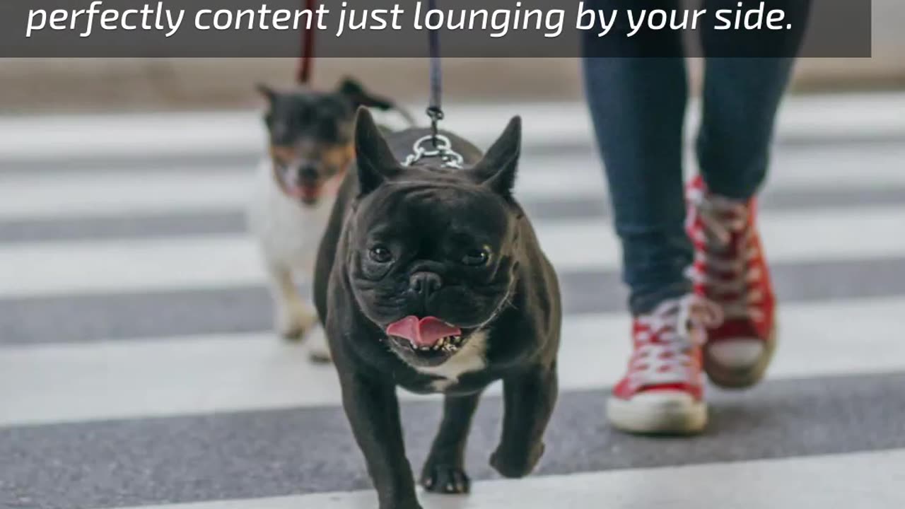 4 Dog Breeds That Love Urban Living... LarryBroker.com – Larry@LarryGallegos.com