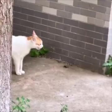 Fed up cat mom finally finds her kitten.. 😅