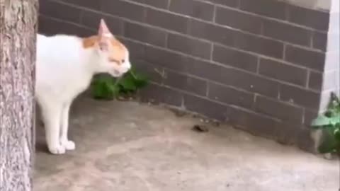 Fed up cat mom finally finds her kitten.. 😅