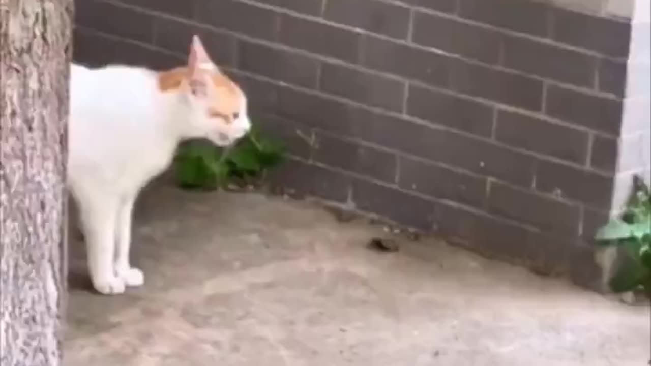 Fed up cat mom finally finds her kitten.. 😅