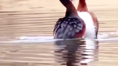 Nice Mating Dance on Water