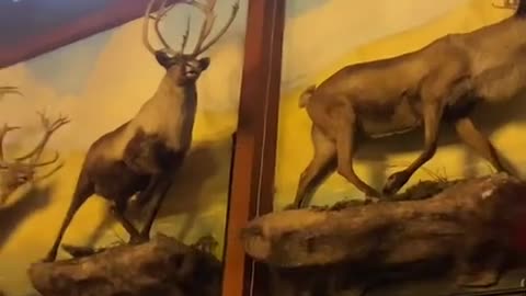 😂🏰 Midwest Disney? You Won't Believe These Great Wolf Lodge Moments! | FunFM