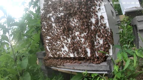 Bees on Monday Morning at Sunrise