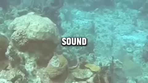 Divers Encounter Real Sonar Ping Original - @jimryan4056