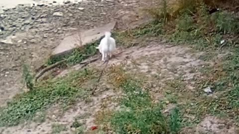 dog