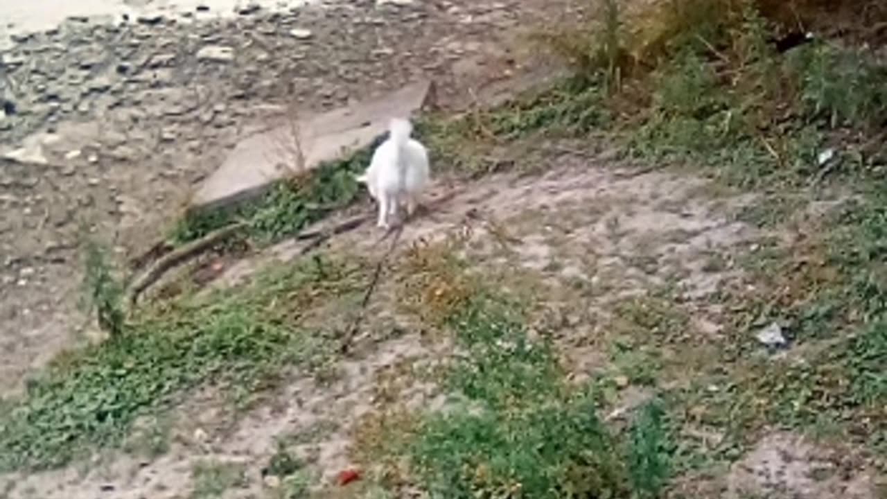 dog