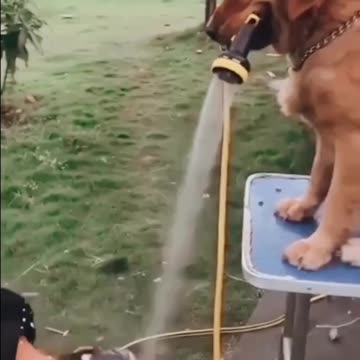 Giving that hair a shiny texture