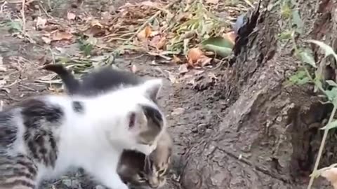 cat
