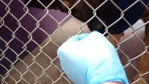 Chase 3y Pet Id 949907 kennel 23 HSSAZ shelter new2me, pulled away easily, he's cool guy20251114959