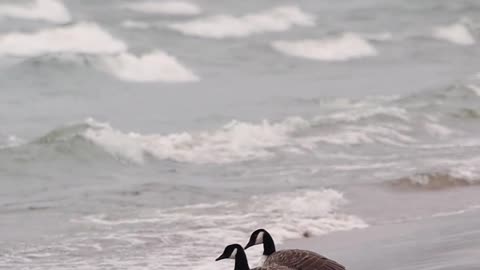 Birds watching the sea