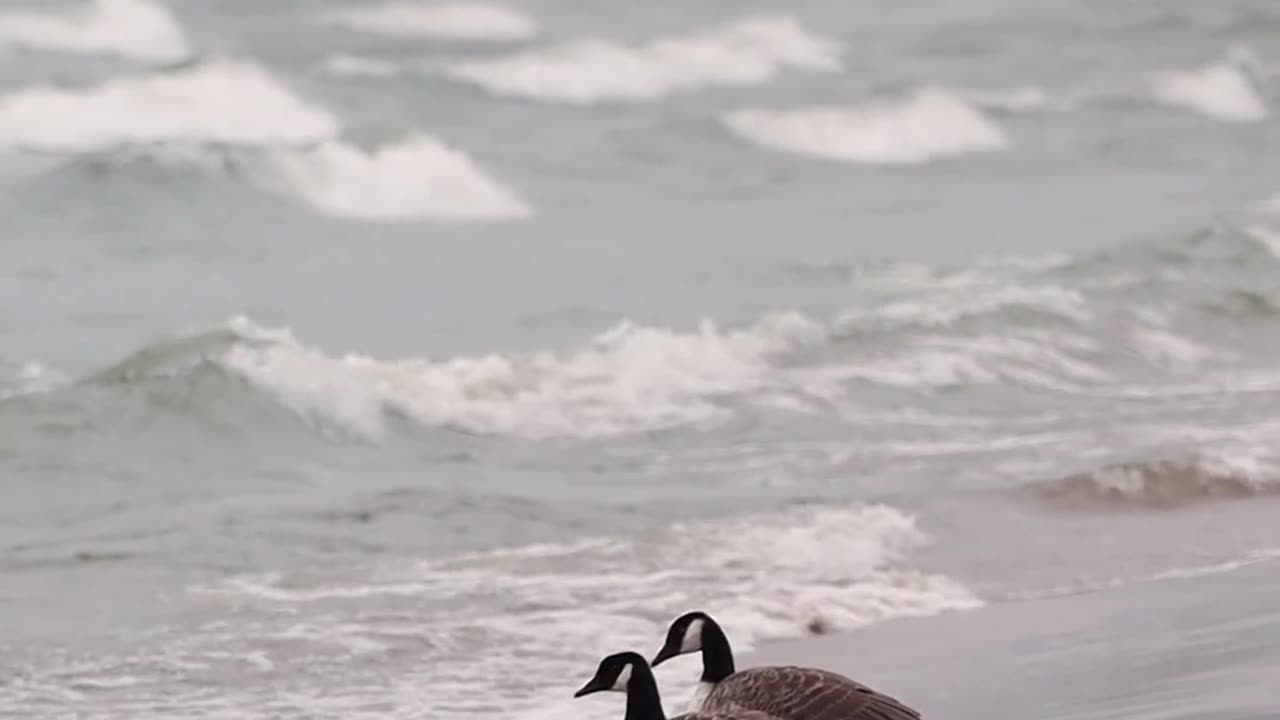 Birds watching the sea