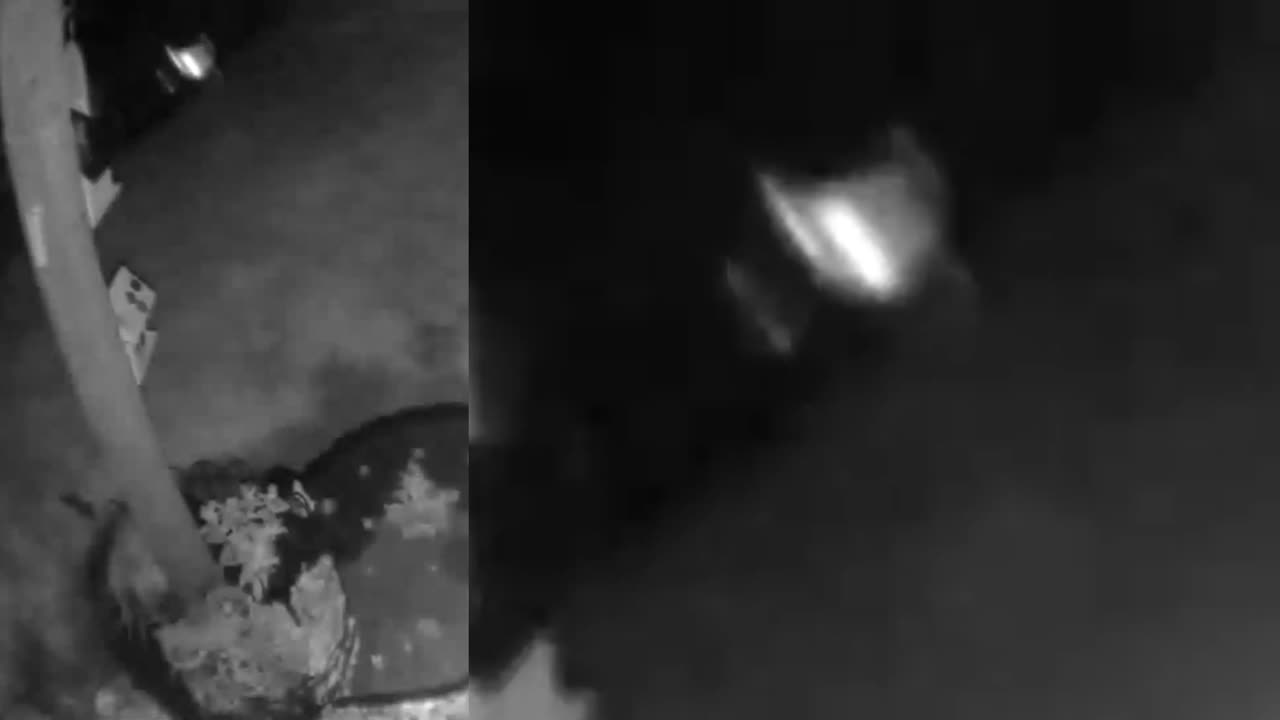 Insect? Glare? Orb? 7-17-25