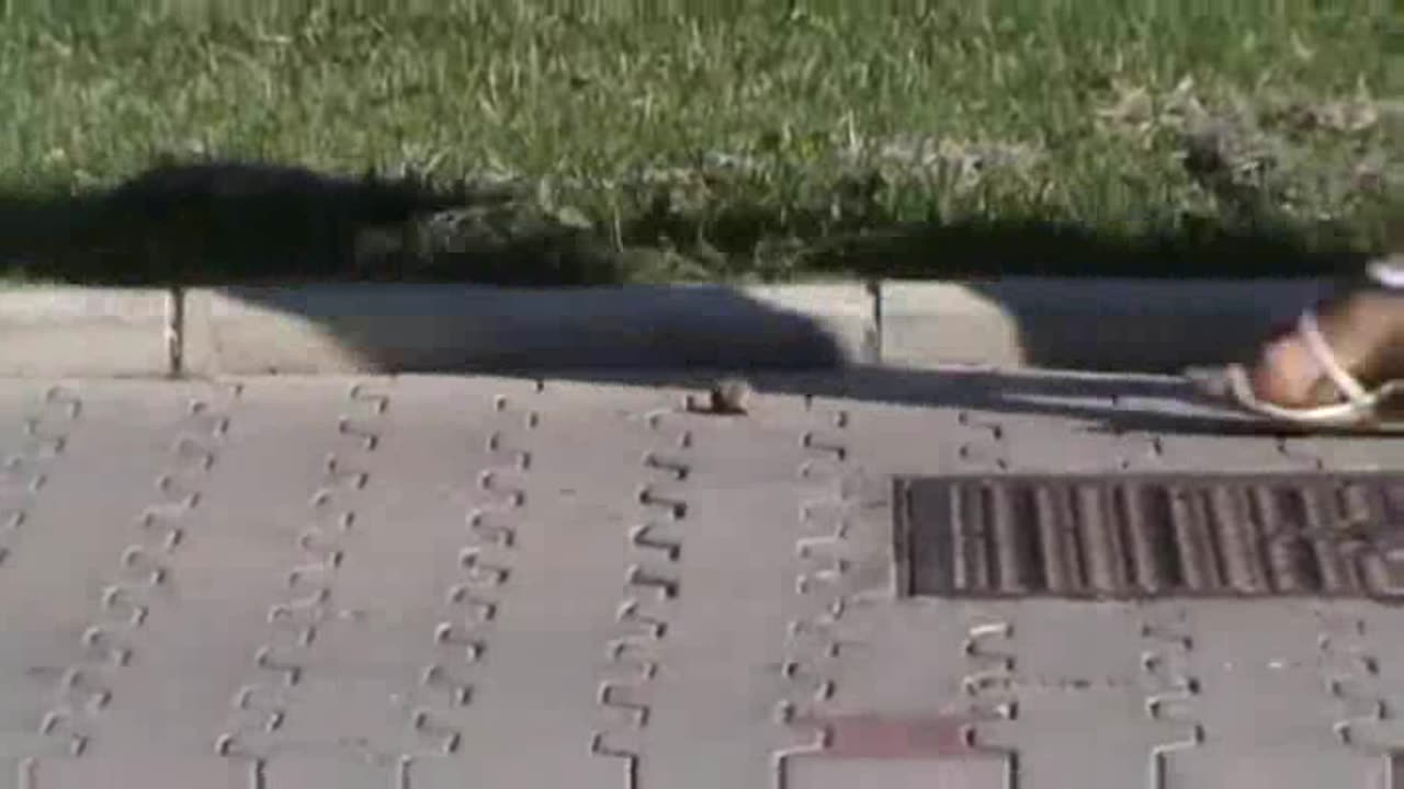 The not so smart snail