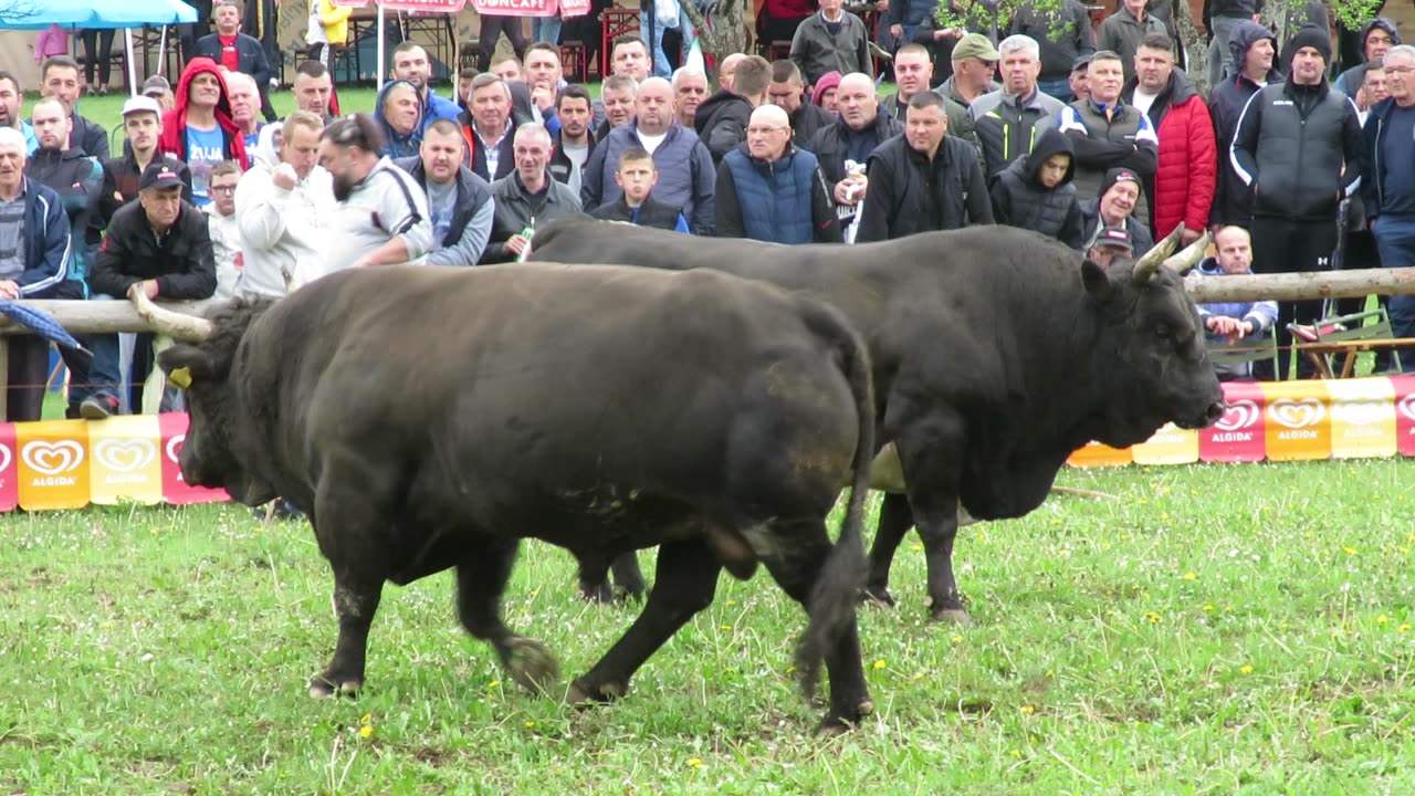 Ringo od Buze vs Mitraljez od Vokića Bištrani 2024