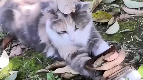 Cat awesome Full HD
