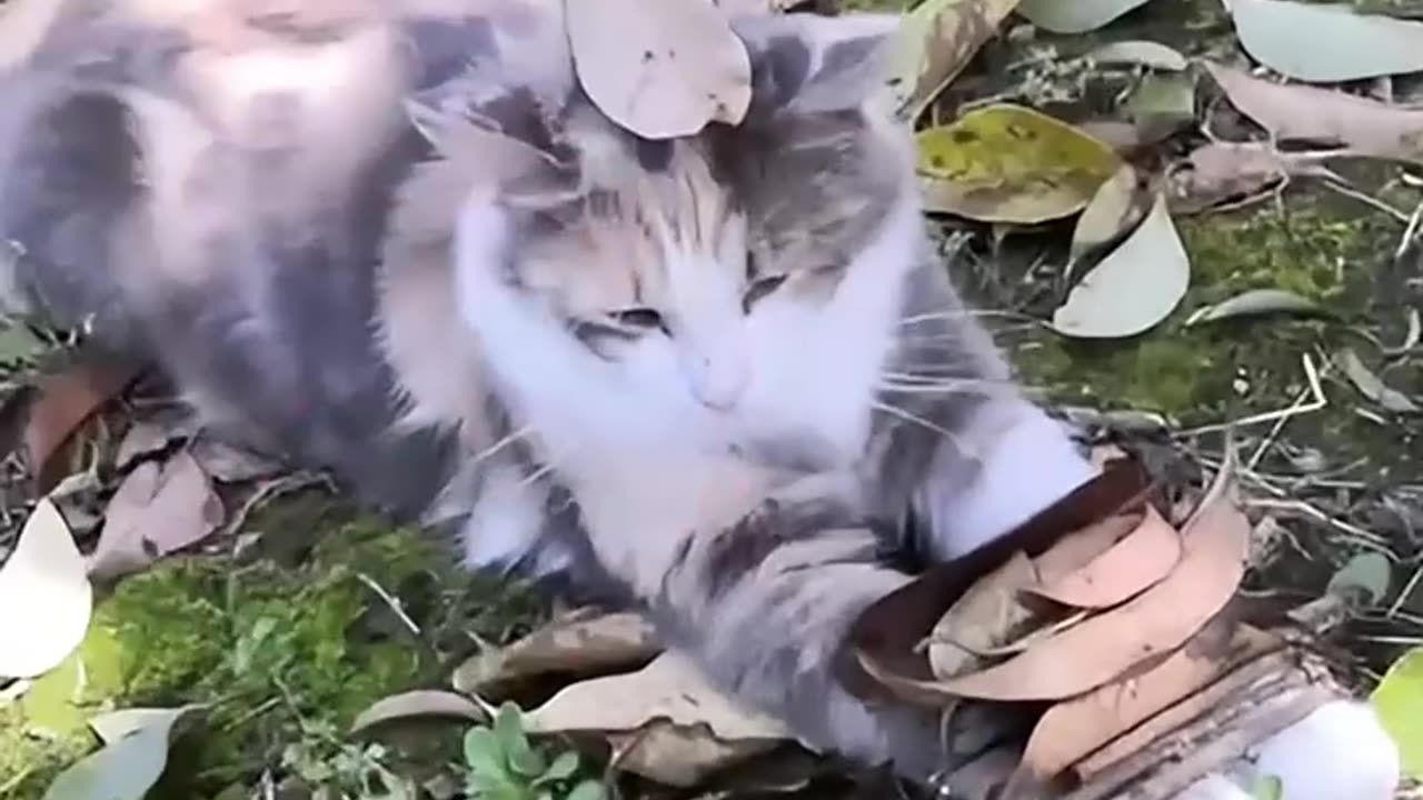Cat awesome Full HD