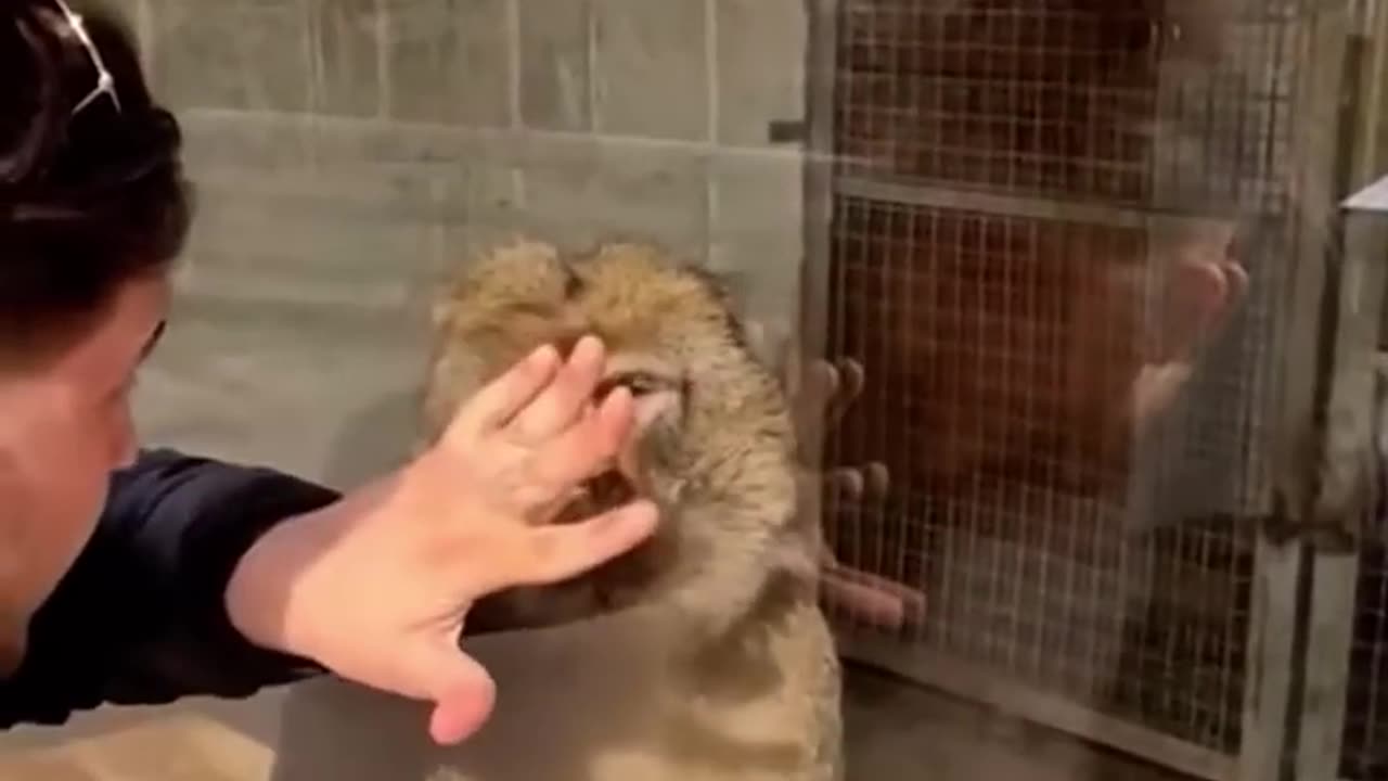 Bro was not expecting that 🤣 #calmdown #zoo #monkey #magictrick #memes